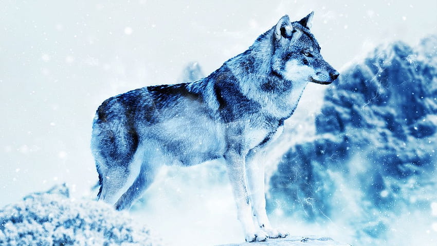 Wolf, hop, predator, art tablet HD wallpaper | Pxfuel
