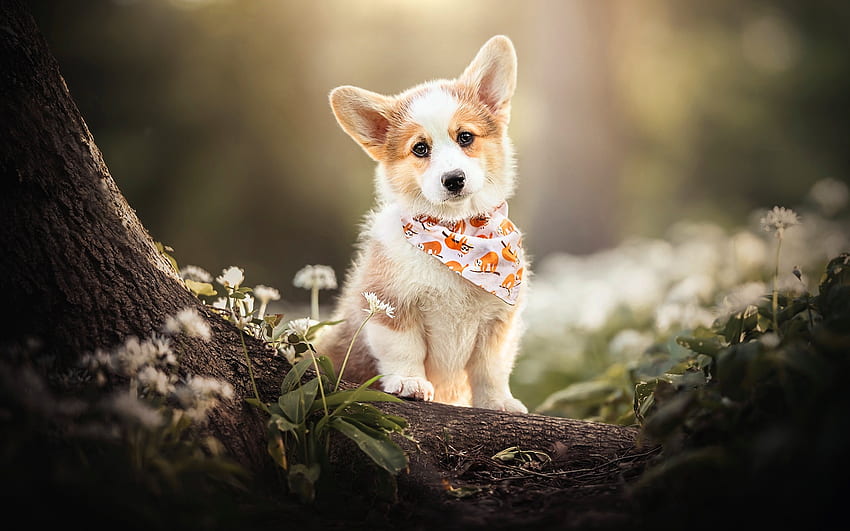 Pembroke Welsh Corgi, cão, animal, árvore papel de parede HD