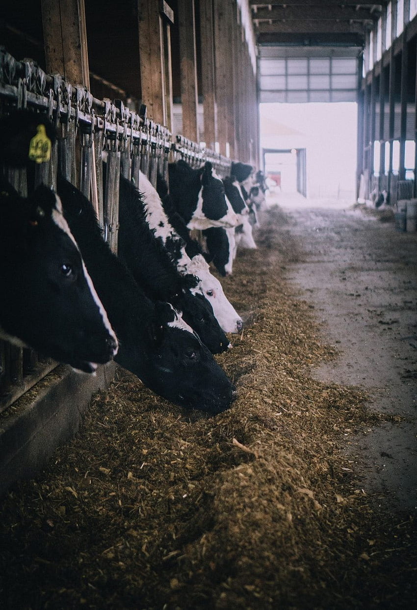 Млечна крава, млечна ферма HD тапет за телефон