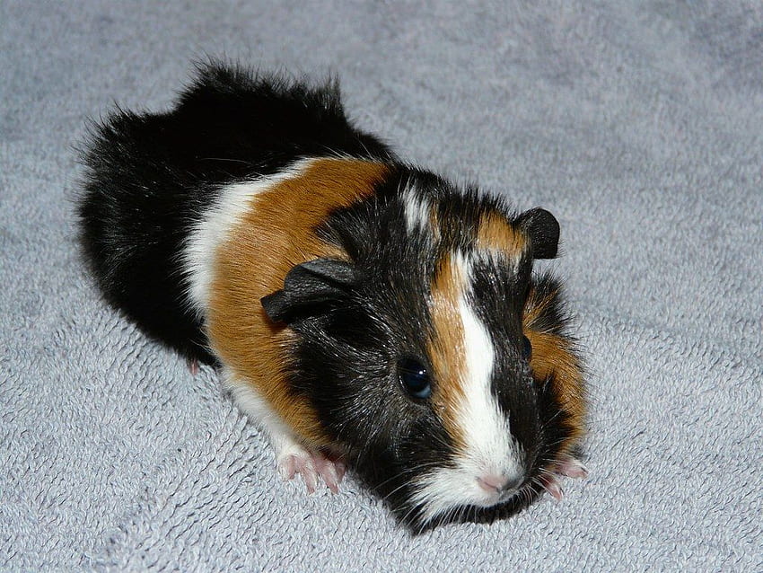 New Born Baby - Abyssinian Guinea Pig. This one was born Mo HD wallpaper