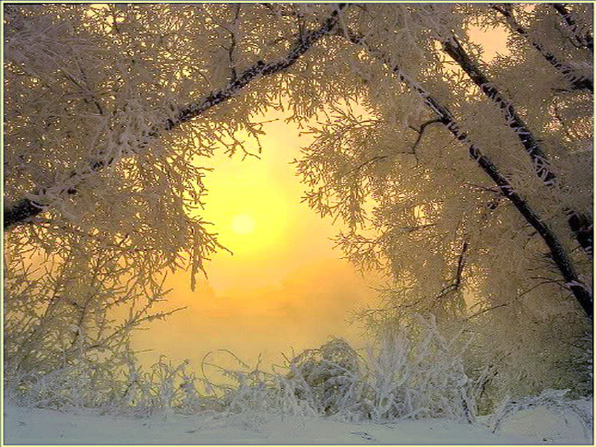 Зимни дървета, скреж, златно небе, сняг, дървета, залез HD тапет