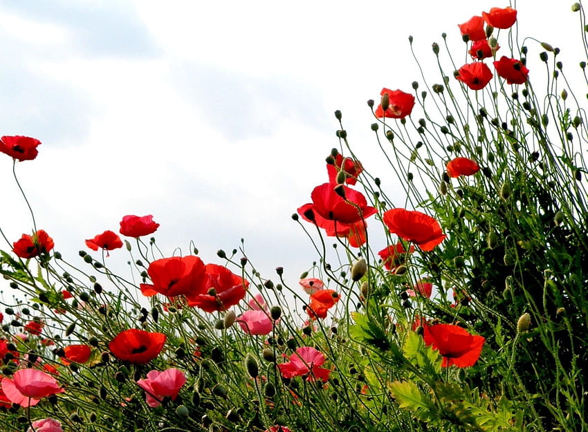 Flowers, Grass, Sky, Poppies, Summer, Greens, Field HD wallpaper