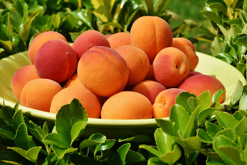 Fruits, Food, Leaves, Plate, Apricot HD wallpaper