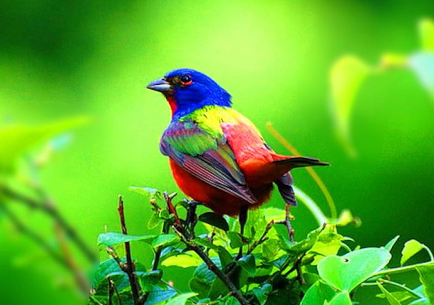 Painted Bunting 1, animal, colorful, bird, graphy, beautiful, avian, wide screen, Painted Bunting, wildlife, songbird HD wallpaper