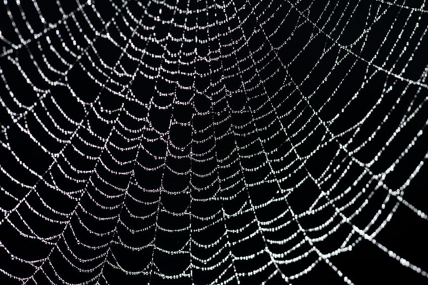 Fundo de teia de aranha vermelha em uma teia de aranha-8145 papel de parede HD