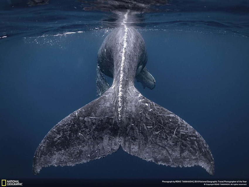 Con cá voi lưng gù - National Geographic - & Background HD wallpaper là một trong những hình nền đẹp nhất và độc đáo nhất mà bạn có thể tìm thấy. Hãy khám phá những khoảnh khắc tuyệt vời trong đại dương và truyền cảm hứng cho một ngày mới. Tất cả đều có sẵn để tải xuống miễn phí, đừng bỏ lỡ cơ hội này để có một nơi làm việc thật độc đáo và thú vị.