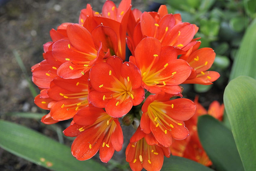 Blumen, Blume, Nahaufnahme, Clivia, Staubblätter HD-Hintergrundbild