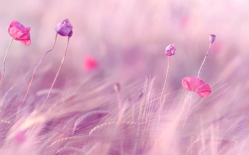 Hình nền cánh đồng hoa hồng tím: Với hình nền cánh đồng hoa hồng tím, bạn sẽ có được một không gian giải trí đầy màu sắc và những cảm xúc tươi vui. Hình ảnh cánh đồng hoa hồng tím cùng với những cánh hoa tươi sáng và không khí trong lành sẽ giúp bạn xua tan đi sự mệt mỏi và căng thẳng trong cuộc sống hàng ngày.
