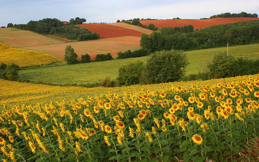 fondos de pantalla de flores de sol