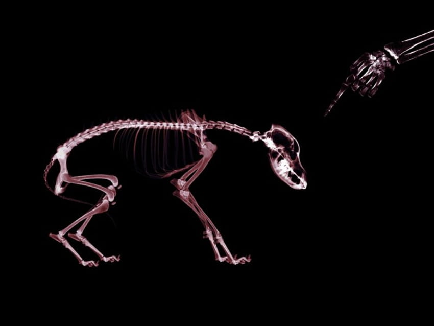 me and my dog, in x-ray , dog, x-ray, funny HD wallpaper