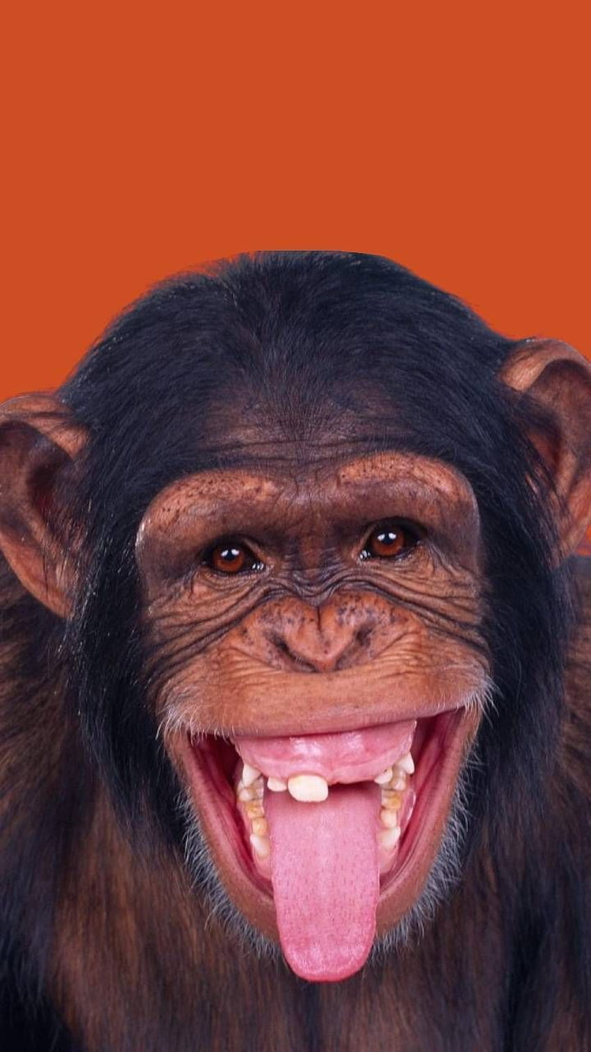 Pin de Mayckel Kayul Neyra em Lol!. Fotos engraçadas de macacos, Animais sorrindo, Macacos engraçados HD phone wallpaper