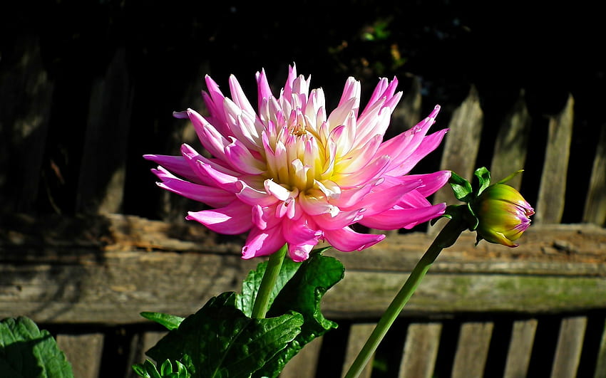 Dalia, rosa, cerca, flor, de madera fondo de pantalla