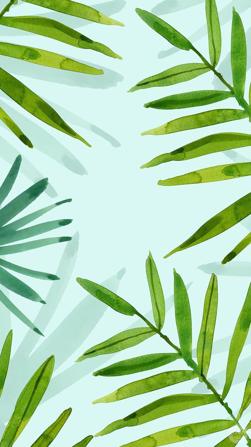 IPhone . Blatt, Grün, Vegetation, Pflanze, Botanik, Baum, Pflanzen HD-Handy-Hintergrundbild