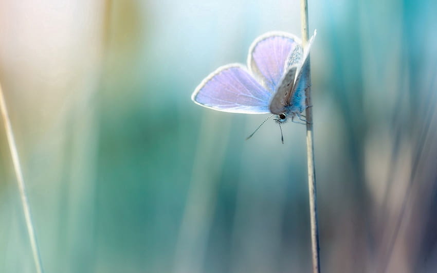Grass, Macro, Glare, Branch, Butterfly, Greased, Smeared HD wallpaper