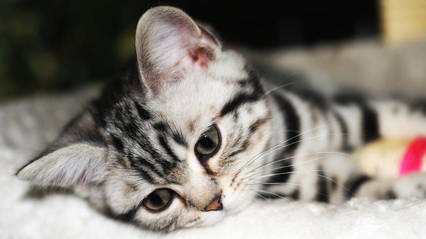 Pretty Grey Kitten, kitten, striped cats, grey cats, pets, cats, nature HD wallpaper