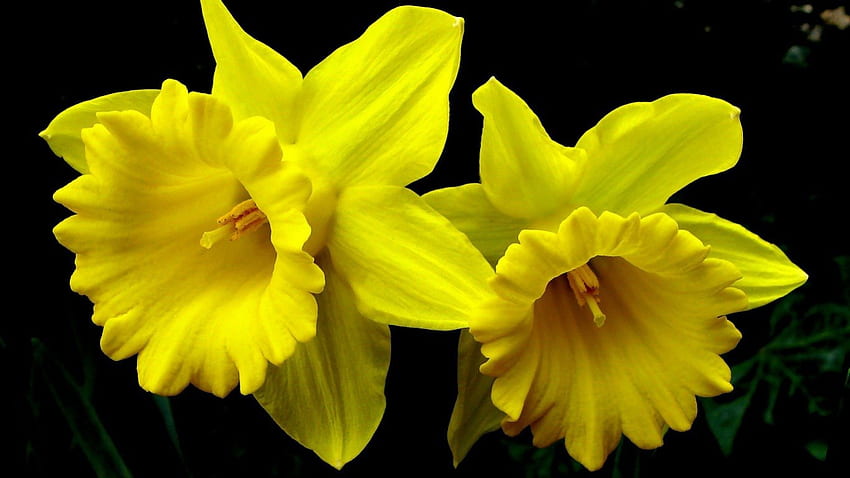 DAFFODIL SUNSHINE, sunny, daffodils, yellow, bright, flowers, blooms, black backgrounds HD wallpaper