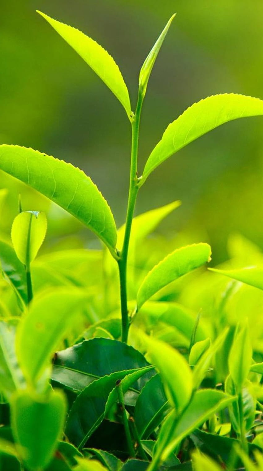 Assam green tea to Donald Trump HD phone wallpaper
