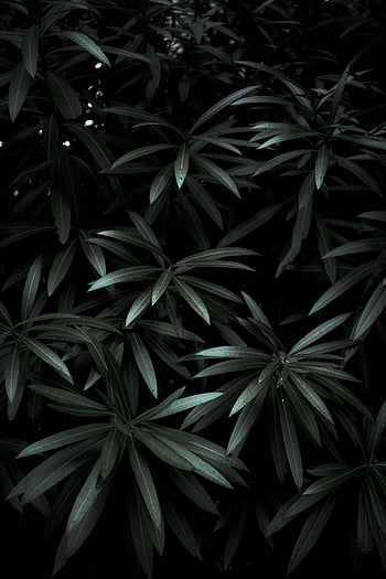 A Of A Dark Green Garden Wall With Tropical Plants And Fern Leaves With Dark Shadows Cara Saven