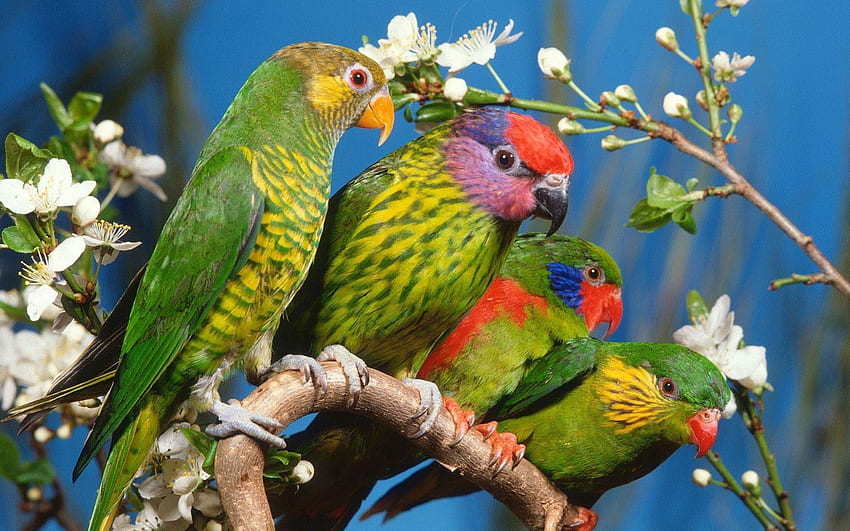 Animais, Flores, Pássaros, Papagaios, Multicoloridos, Ramo papel de parede HD