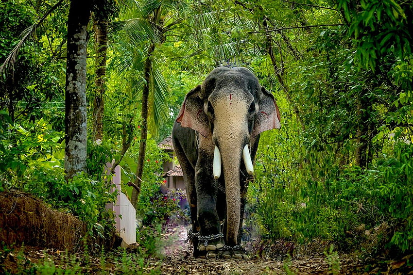 Thechikottukavu Ramachandran . Thechikottukavu Ramachandran . di Thechikottukavu Ramachandran, elefante del Kerala Sfondo HD