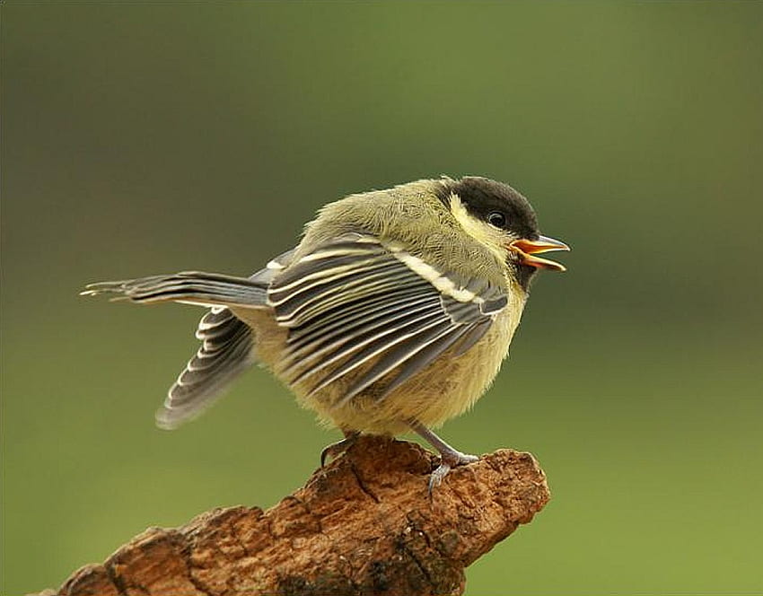 Singing Bird, singing, beautiful, bird HD wallpaper