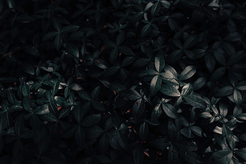 Natureza, Folhas, Planta, Escuro papel de parede HD