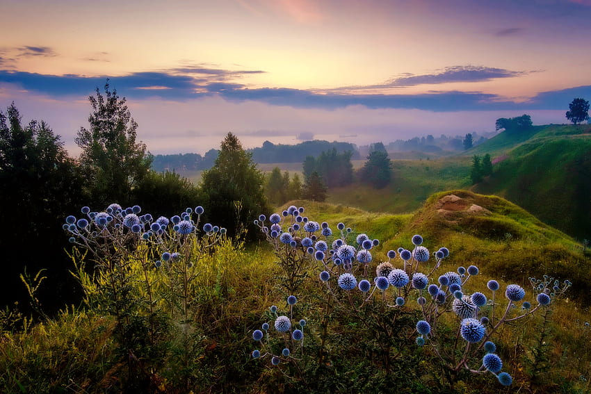 Alba nebbiosa, nebbia, fiori di campo, valle, vista, cielo, bella, alba, montagna Sfondo HD
