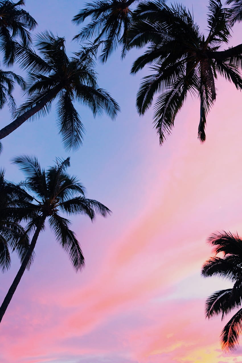Impresionante puesta de sol rosa, playa femenina rosa fondo de pantalla del teléfono