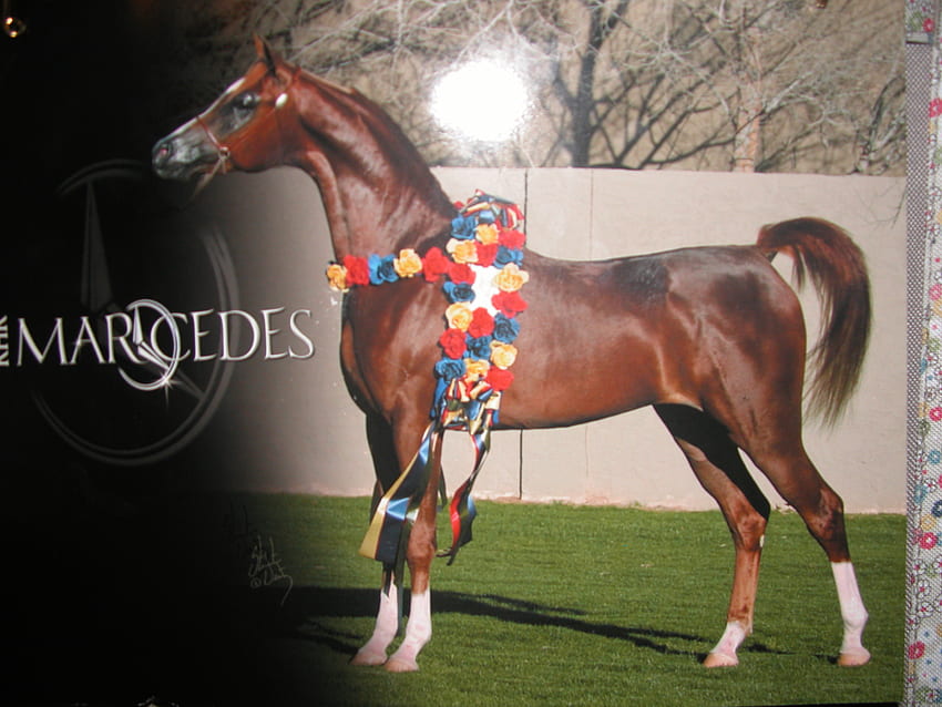 ARABIAN HORSE POSTER, horses, animals, arabians, poster, nature HD wallpaper
