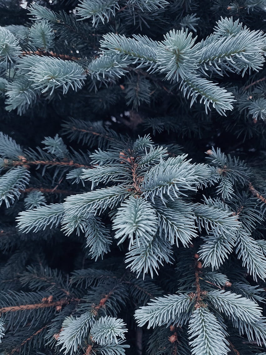 Stunning Christmas, Aesthetic Christmas Tree HD phone wallpaper | Pxfuel