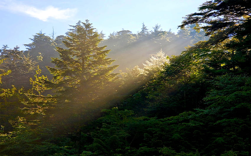F(P)INE MORNING, rays, morning, pine, sun, forest HD wallpaper