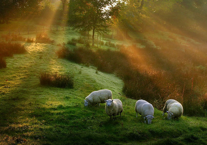 Herbst Weiden, Feld, Schafe, Bäume, Herbst, Bauernhof, Sonne, Wald HD-Hintergrundbild