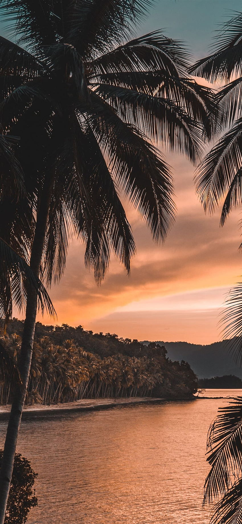 the silhouette of palm tree during golden hour , beaty your iphone. HD phone wallpaper