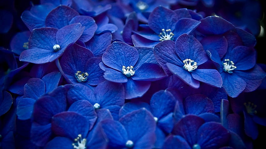 Blumen, Blütenblätter HD-Hintergrundbild
