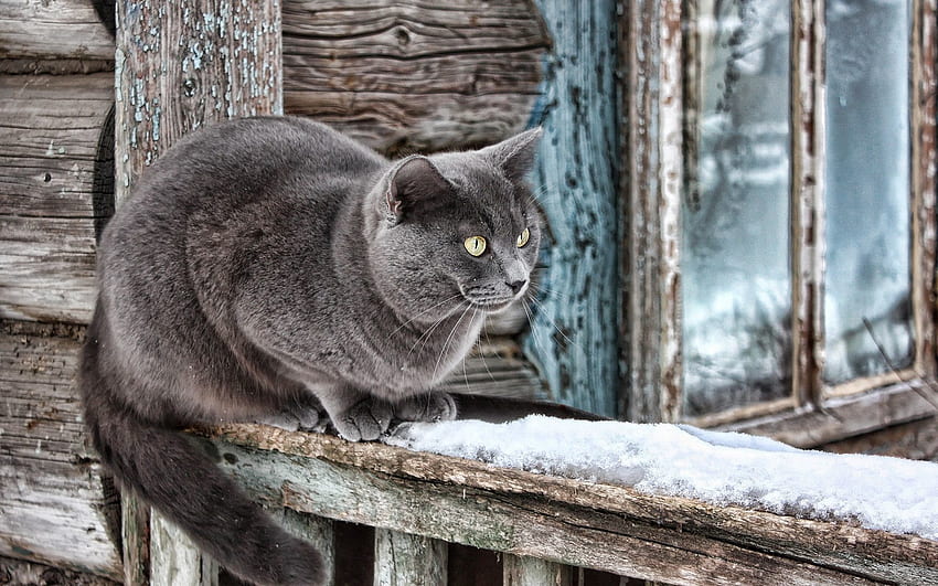 สัตว์ ไม้ ไม้ แมว บ้าน เก่า หน้าต่าง ขนสัตว์ วอลล์เปเปอร์ HD