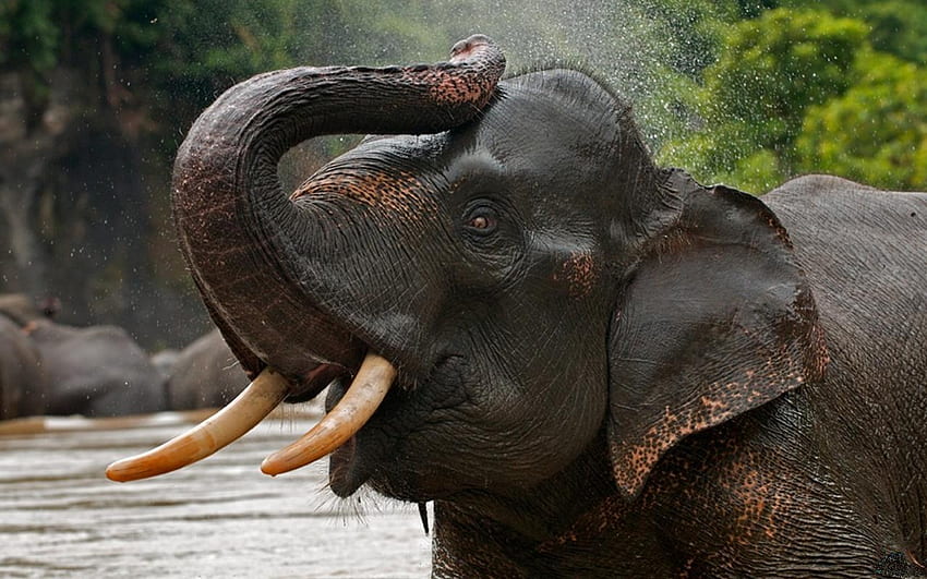 Gajah, hewan, alam, air, pohon Wallpaper HD