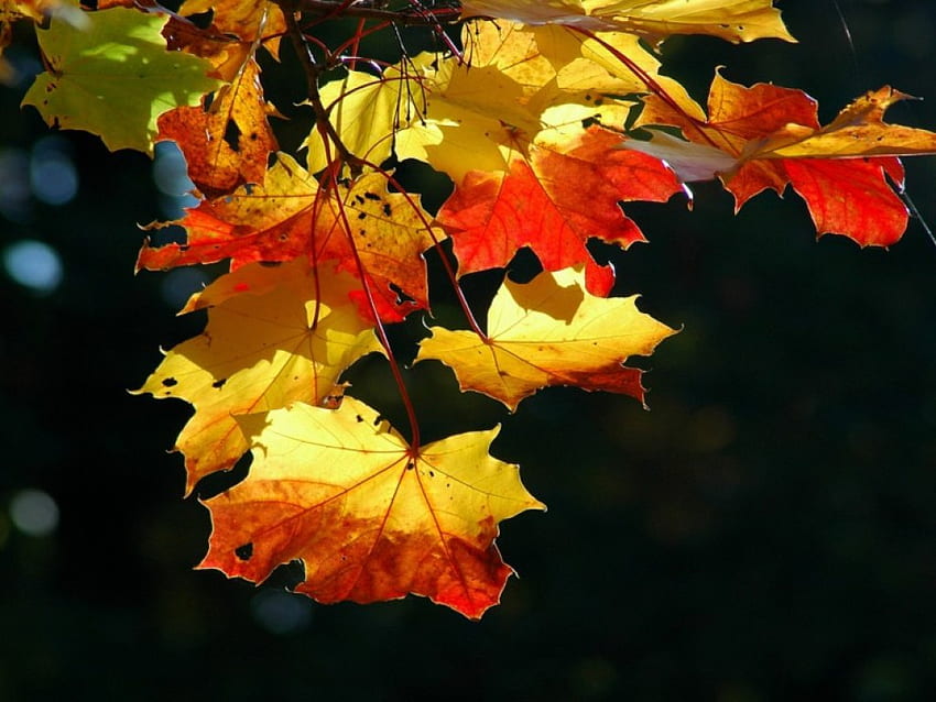 Цветни листа, есен, пейзажи, листа, природа HD тапет