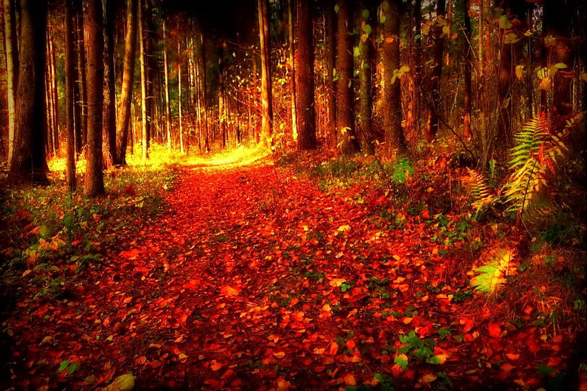 Ноември, цветен, блясък, цветове, хубаво, отражение, блясък, есен, златно, падане, красиво, дърво, падащи, листа, огледално, красиво, клони, природа, прекрасен, зеленина HD тапет
