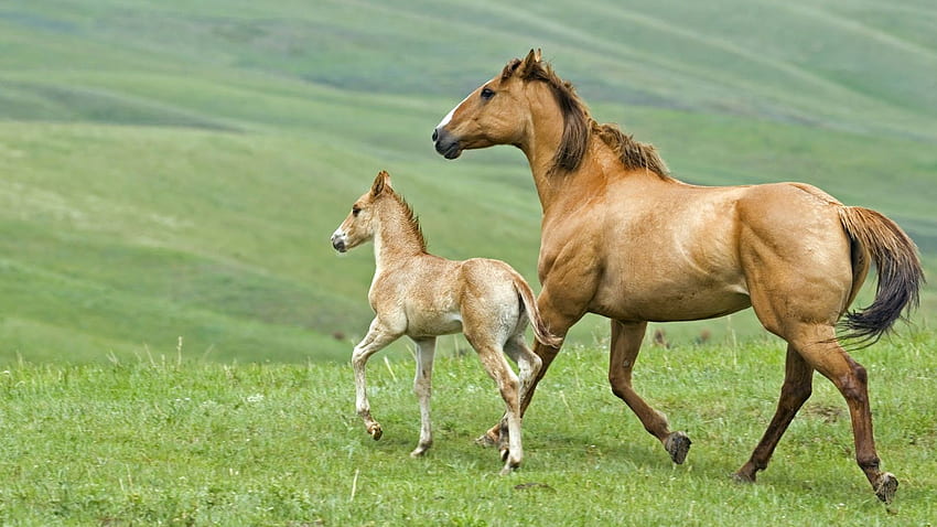 Baby Horse Facts Baby Animal Facts [] for your , Mobile & Tablet. Explore  Foal . Horse for Walls, Cool Horse , All Horses and Background HD wallpaper  | Pxfuel