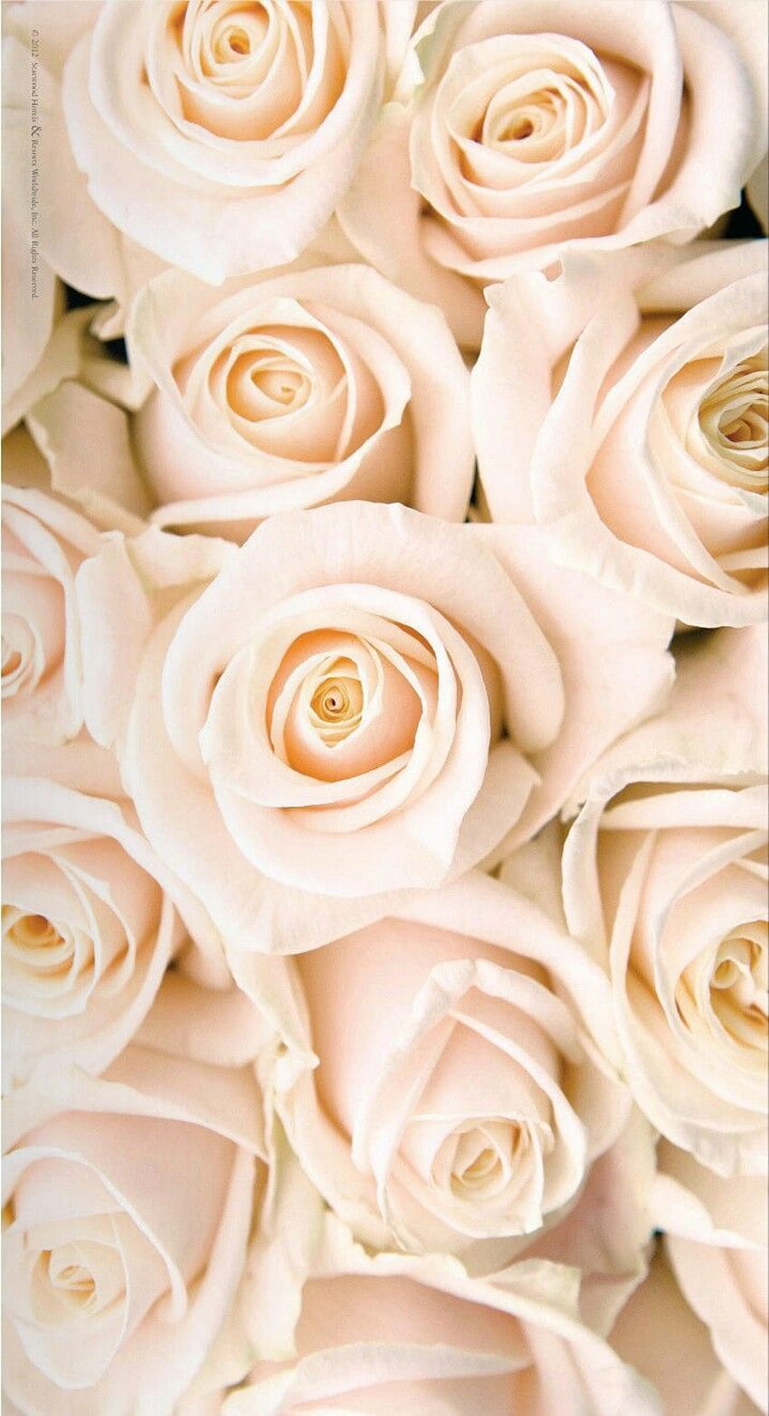 ดอกกุหลาบที่ดีที่สุดในปี 2020 ดอกไม้ ดอกกุหลาบ ดอกกุหลาบ ดอกพีช และดอกสีขาว วอลล์เปเปอร์โทรศัพท์ HD