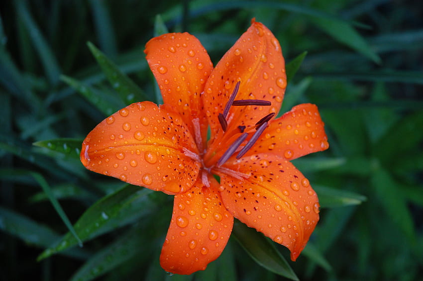 Bunga Lily yang Indah, Lily Harimau Wallpaper HD