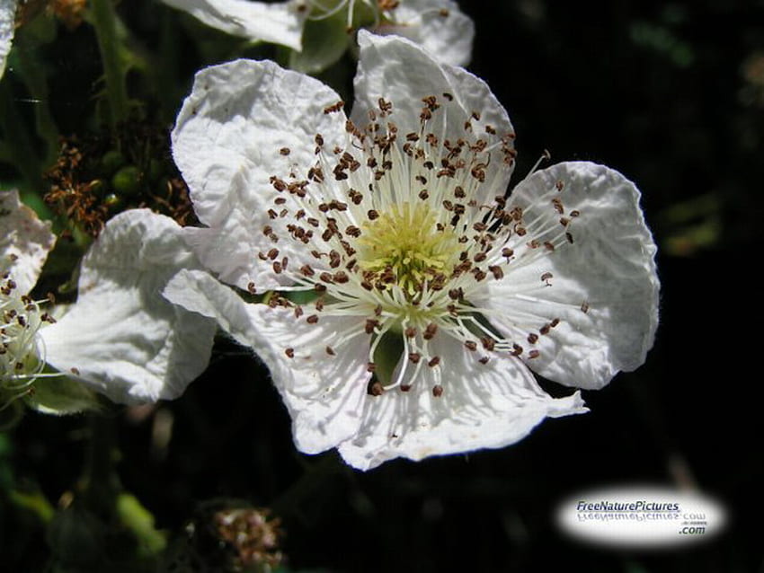 BLACKBERRY FLOWER แบล็กเบอร์รี่ พืช สีขาว ป่า วอลล์เปเปอร์ HD
