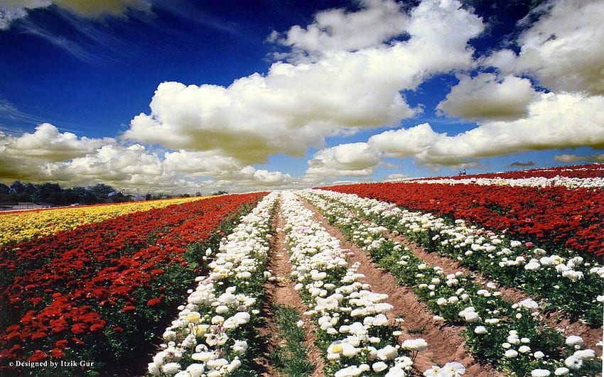 Flowers Field, clouds, colors, flowers, field HD wallpaper