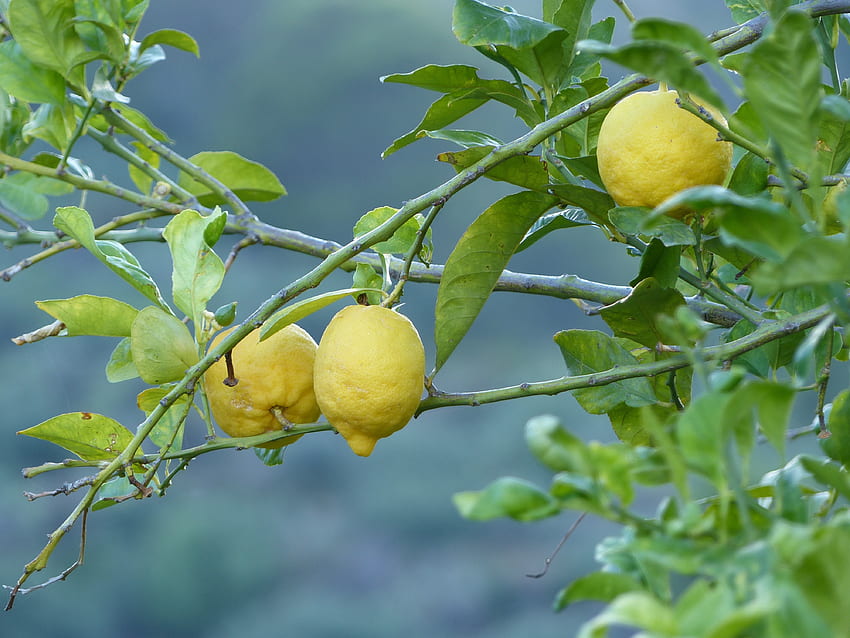 Lemons, Fruits, Food, Wood, Tree, Branch HD wallpaper