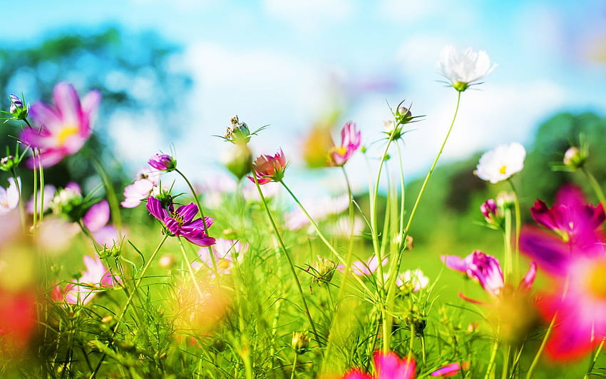 Spring Background. Spring, Funny Spring HD wallpaper | Pxfuel