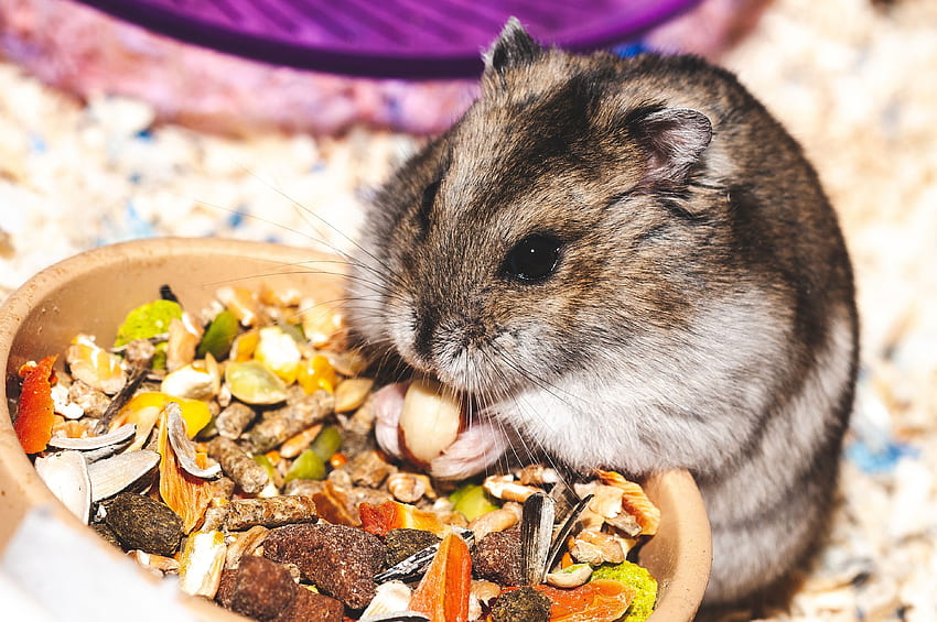 Funny, Animals, Nice, Sweetheart, Rodent, Eat, Hamster HD wallpaper