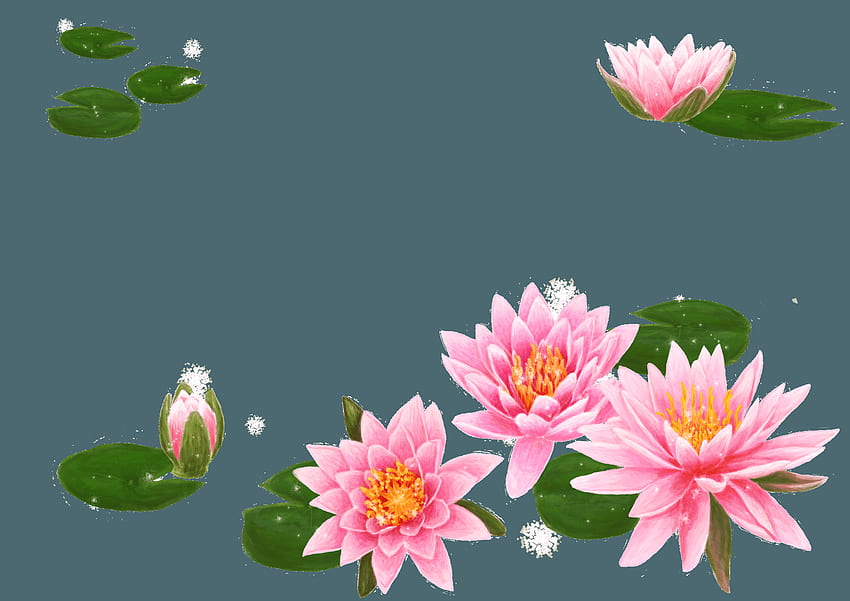 Nelumbo nucifera Blume Seerose Lilium - Koreanischer Lotus HD-Hintergrundbild