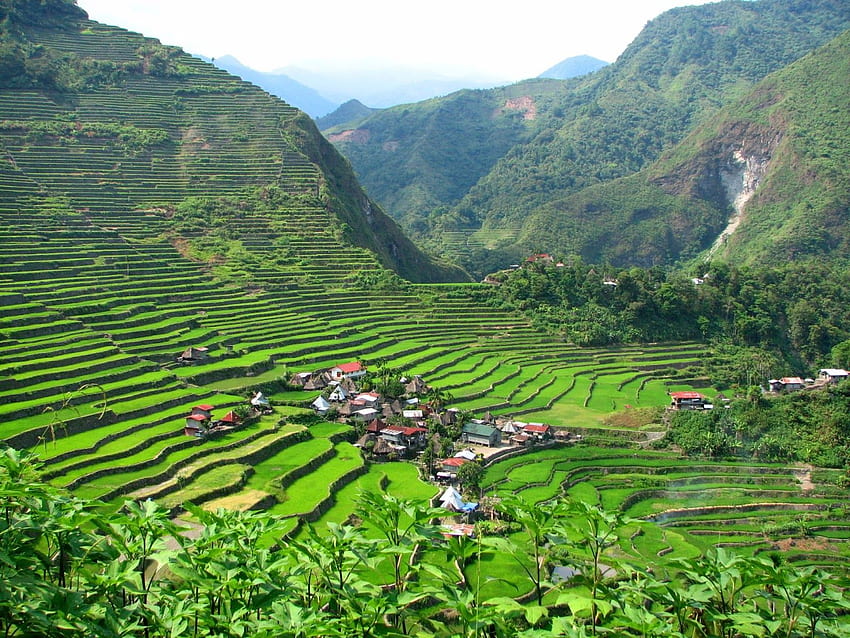 Rice terrain, Philippines HD wallpaper