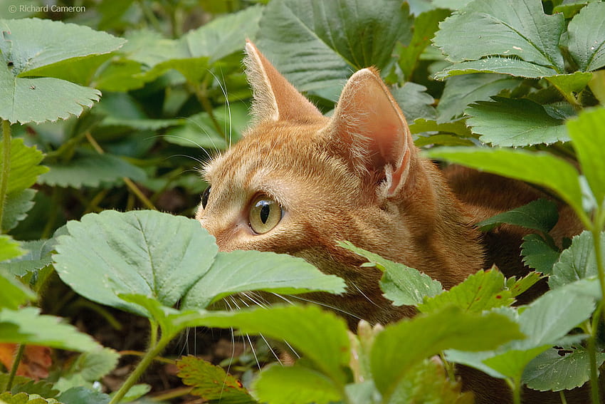 Bersembunyi, hewan, gato, mata, kucing, sembunyikan, obrolan, besar, hijau, alam, daun Wallpaper HD