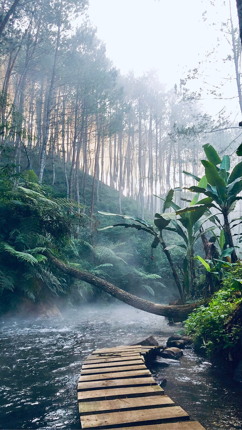 Dschungelhintergrund: Hintergrund, Dschungelfluss HD-Handy-Hintergrundbild